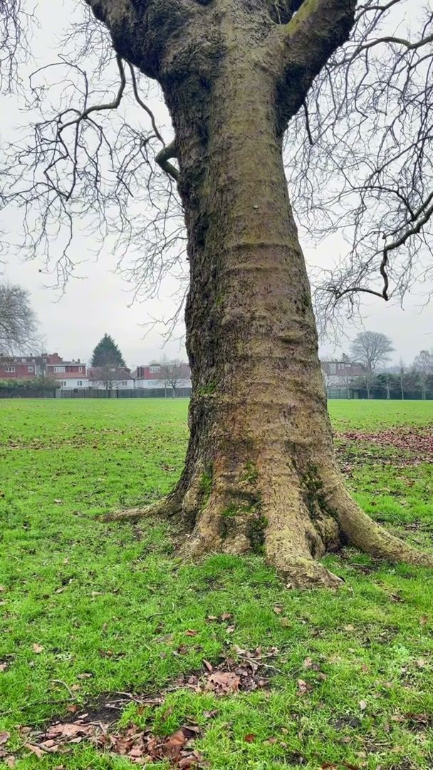 A single tree in a park used as an orbit target for FPV practice
